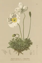 Alpvallmo (Papaver alpinum, subsp. alpinum)