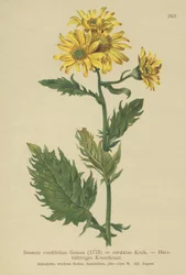 Fjällört (Senecio cordifolius, Senecio cordifolius, Senecio alpinus, Jacobaea alpina)