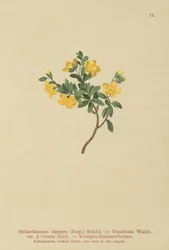 Alpin stenros (Helianthemum alpestre, Helianthemum Olandicum var. hirtum, Helianthemum montanum)