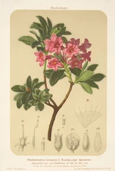 Alpros (Rhododendron hirsutum)