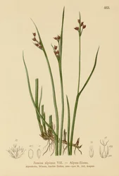 Alprus (Juncus alpinus, Juncus alpinoarticulatus)