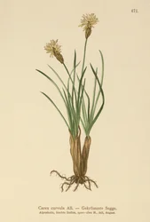 alpstarr (Carex curvula)