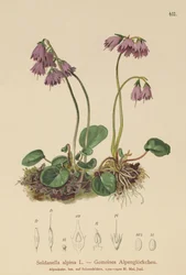 Alpin snöklocka (Soldanella alpina)