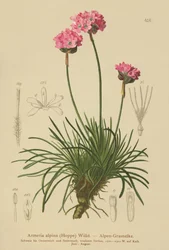 Alpine Thrift (Armeria alpina)