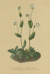 Alpväggkrasse (Arabis alpina)