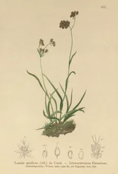 Alpint skogsrus (Luzula alpinopilosa, Luzula spadicea)