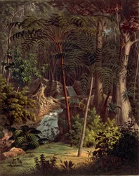Amazonas regnskog, bord XXVII från 