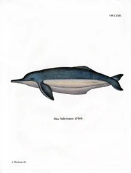 Amazon River Dolphin (färgad gravyr)
