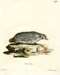 American Badger (färgad gravyr)