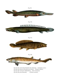Amerikansk sötvattensgarpike (litho i färg)