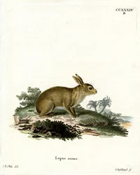 American Grey Rabbit (färgad gravyr)