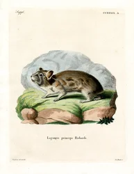 American Pika (färgad gravyr)