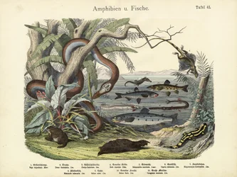 Amfibier och fiskar, ca 1860