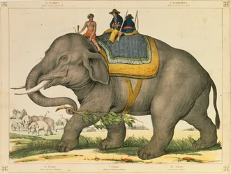 En elefant som brukade jaga sitt eget bildblad publicerat av Joseph Scholz, Mainz, ca 1860