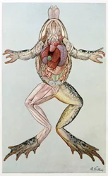 Anatomiskt tvärsnitt av en kvinnlig groda, från Brehms Tierleben, pub. 1860-tal (lito i färg)