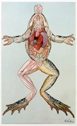 Anatomiskt tvärsnitt av en kvinnlig groda, från Brehms Tierleben, pub. 1860-talet.