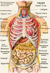 Anatomisk vy av människans torso