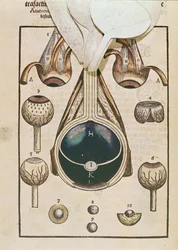 Ögats anatomi, från Ophthalmodouleia av Georg Bartisch (1535-1636) publicerad i Dresden 1583 (träblock i färg) (se även 236711)