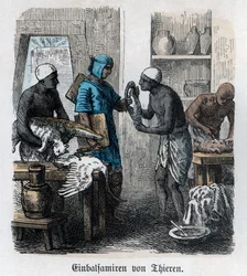 Forntida historia. Egypten. Balsamering av djur ... (gravyr)
