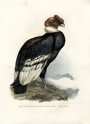 Andinska kondor, 1864