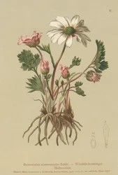 Anemonliknande kråkfot (Ranunculus anemonoides, Callianthemum anemonoides)