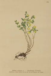 Årlig stengröda (Sedum annuum)