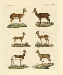 Antiloper och gaseller