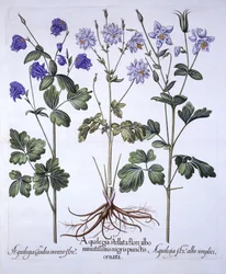 Aquilegia, från Hortus Eystettensis, av Basil Besler (1561-1629), pub. 1613 (handfärgad gravyr)