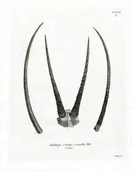 Arabiska Oryx-horn (färgad gravyr)