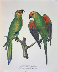 Aratinga Aurifrons (hane och hona), Tabell XVI från 