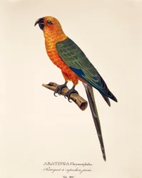 Aratinga Chrysocephalus, tabell XIV från 