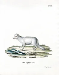 Arctic Fox (färgad gravyr)