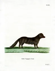 Arctic Fox (färgad gravyr)