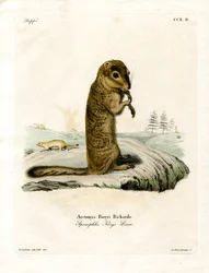 Arctic Ground Squirrel (färgad gravyr)