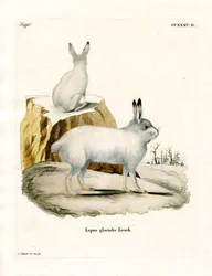 Arctic Hare (färgad gravyr)