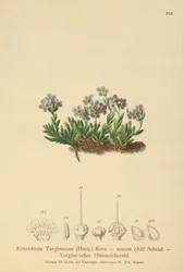 Arktisk förgätmigej (Eritrichium nanum, Eritrichium Terglouense)