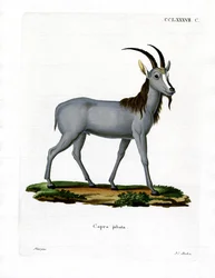 Argali (färgad gravyr)