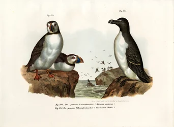Arktisk lunnefågel, 1864