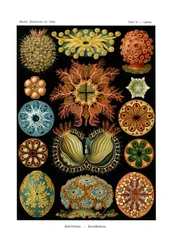 Ascidiae, 1899-1904