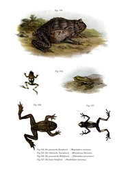 Asian Horned Frog (färg litho)