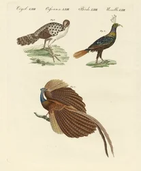 Asiatiska fåglar (färgad gravyr)