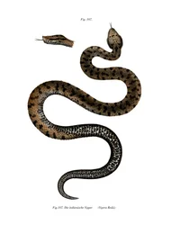 Asp Viper (färg litho)