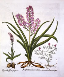 Asphodel, Burnt Orchid och Fumaria Spicata, från Hortus Eystettensis, av Basil Besler (1561-1629), pub. 1613 (handfärgad gravyr)