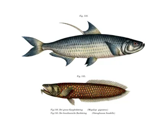 Atlantic Tarpon (färg litho)