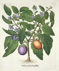 Aubergine: Melanzana fructu pallido, från Hortus Eystettensis av Basil Besler (1561-1629), pub. 1613 (handfärgad gravyr)