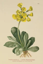 Öra (Primula Auricula)