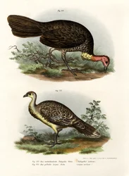 Australian Brush-Turkey, 1864