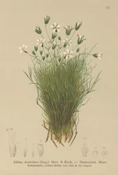 Österrikisk sandört (österrikisk Alsine, österrikisk Minuartia)