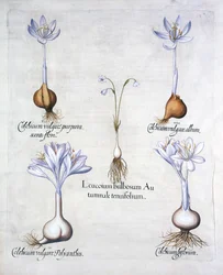 Höstsnöflinga och ängsaffran, från Hortus Eystettensis, av Basil Besler (1561-1629), pub. 1613 (handfärgad gravyr)