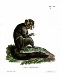 Aye-Aye (färgad gravyr)